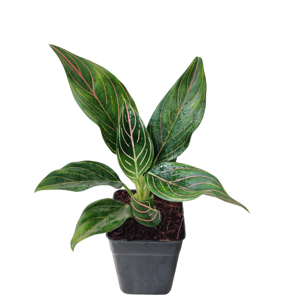 Aglaonema Rotundum Tiger – Rare Red-Veined Plant - Image 2