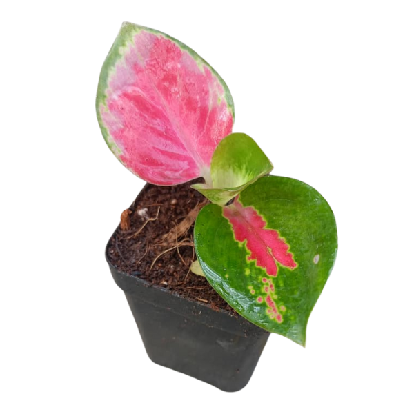 Aglonema tricolor