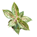 Aglaonema Golden Powder Plant – Rare Golden Foliage