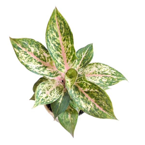 Aglaonema Golden Powder Plant – Rare Golden Foliage