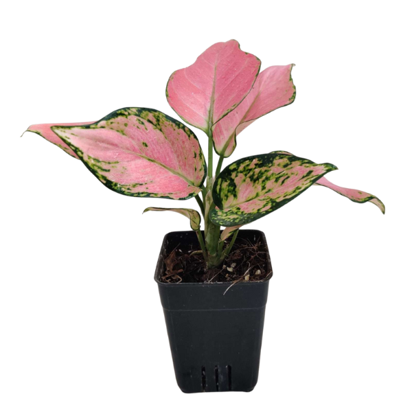 Aglaonema Pink Valentine - Image 2