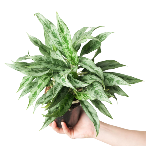 Aglaonema ‘Greyhound’ – Rare Silver-Grey Indoor Foliage Plant