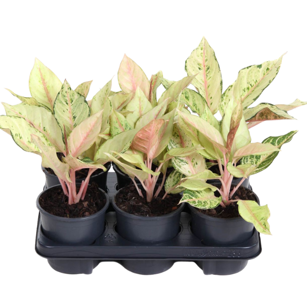 Aglaonema ‘Lucky’ – Vibrant Rare Green-yellow -Red Plant - Image 3