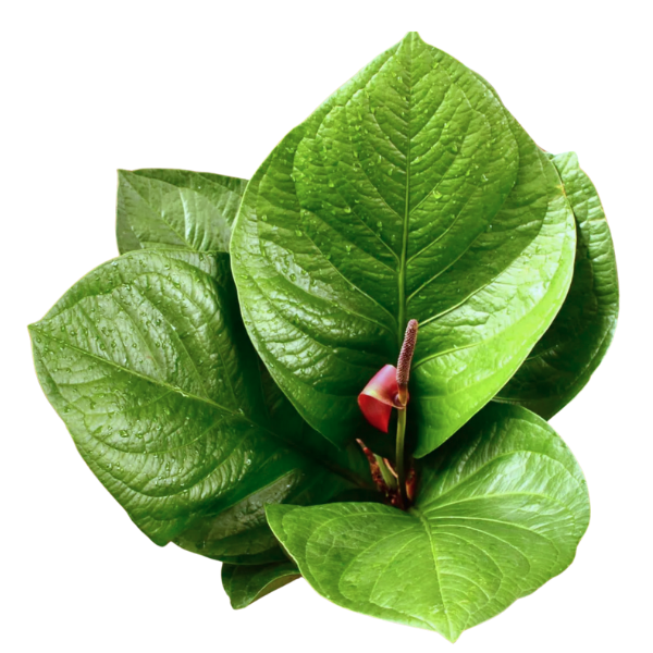 Anthurium jenmanii - Image 2