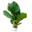 Anthurium jenmanii