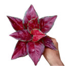 Aglonema maroon