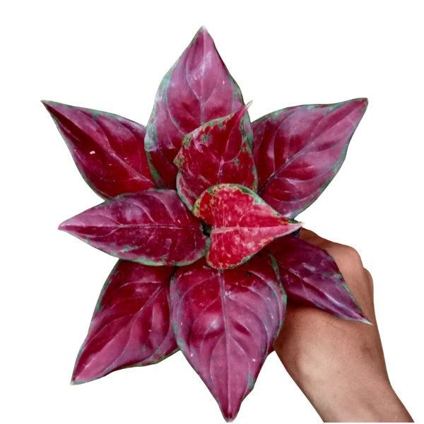 Aglonema maroon