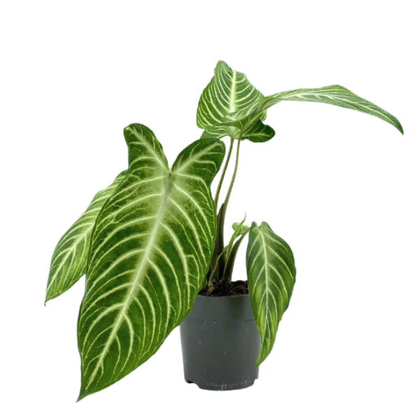 Xanthosoma lindenii Plant – Exotic Caladium Foliage - Image 2