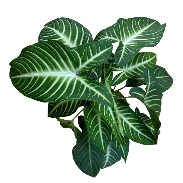Xanthosoma lindenii Plant – Exotic Caladium Foliage