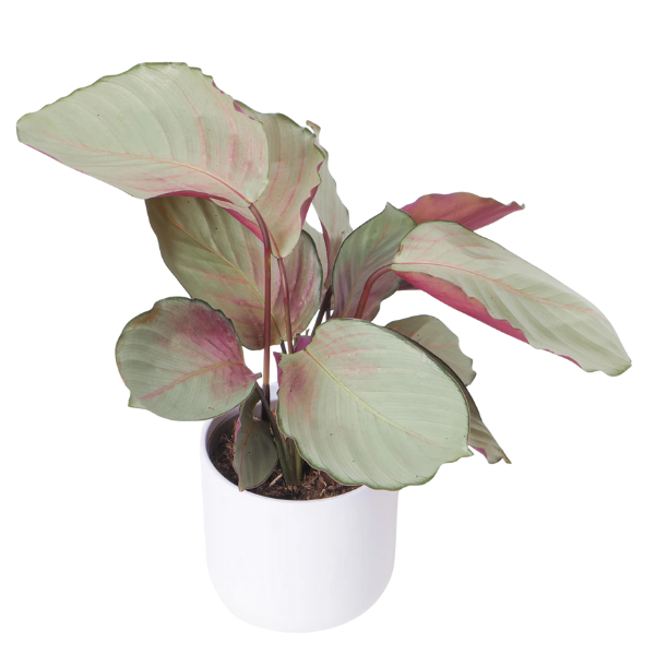 Calathea Silver