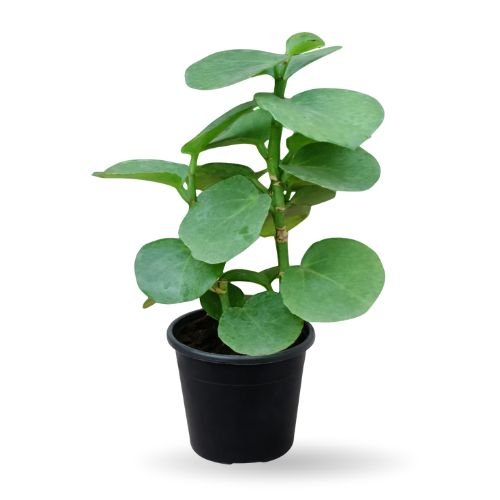 Peruvian Grape Ivy (Cissus rhombifolia)