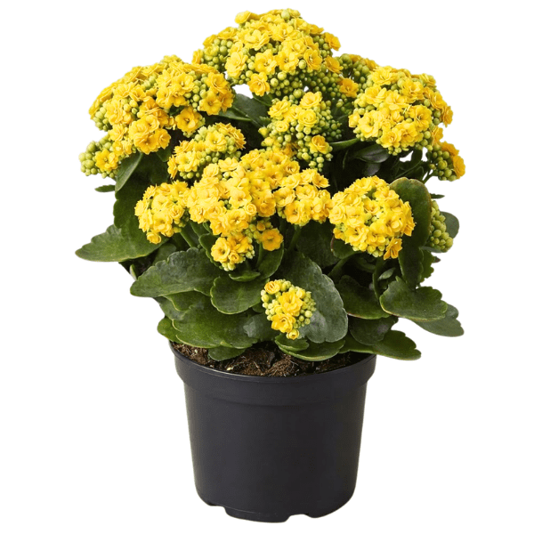 Yellow Kalanchoe Plant