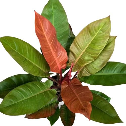 philodendron sunred