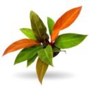 Philodendron Sunshine – Bright Indoor Foliage Plant