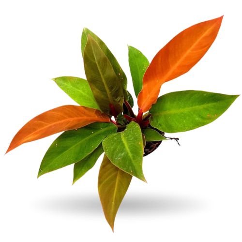 Philodendron Sunshine – Bright Indoor Foliage Plant