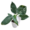 Philodendron ‘White Wizard’