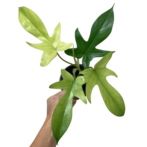 Philodendron ‘Florida Ghost’