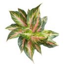 Aglaonema ‘Pink Panama’ – Exotic Indoor Plant