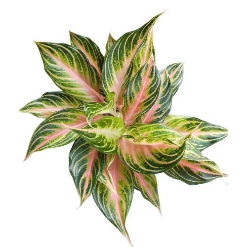 Aglaonema ‘Pink Panama’ – Exotic Indoor Plant