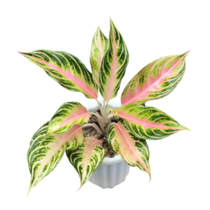 Aglonema panama