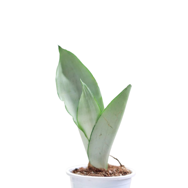 Sansevieria ‘Moonshine’ – Elegant Silver-Green Snake Plant - Image 3