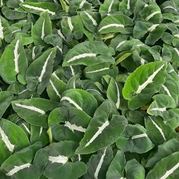 Syngonium wendlandii – Rare Velvet Arrowhead Vine with Silver Veins - Image 2