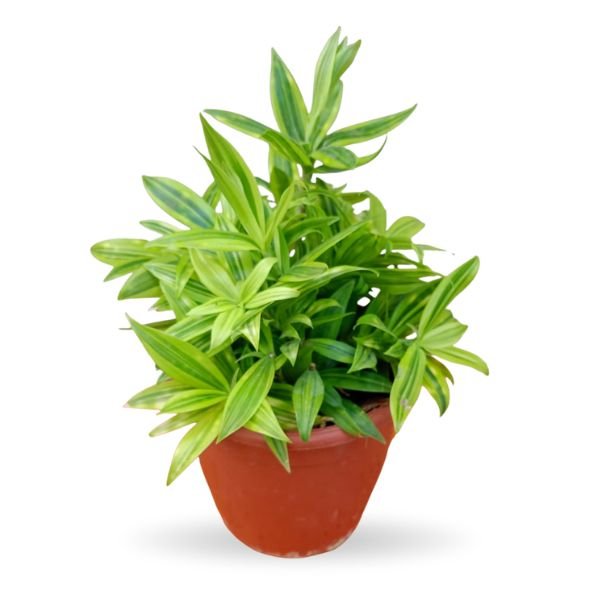 Golden Dracaena Variegated Lacky Bamboo (Dracaena Sanderiana)