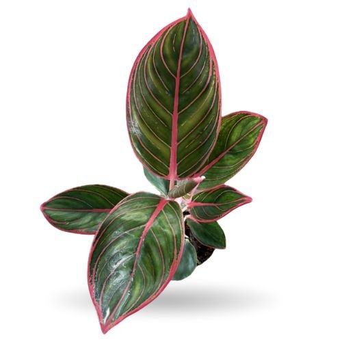Aglaonema Khanza