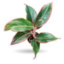 Aglaonema Red Lipstick