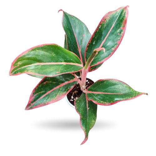 Aglaonema Red Lipstick