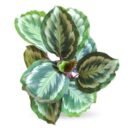 Calathea Roseopicta Marion