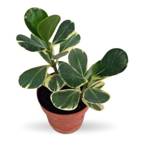 Clusia Rosea