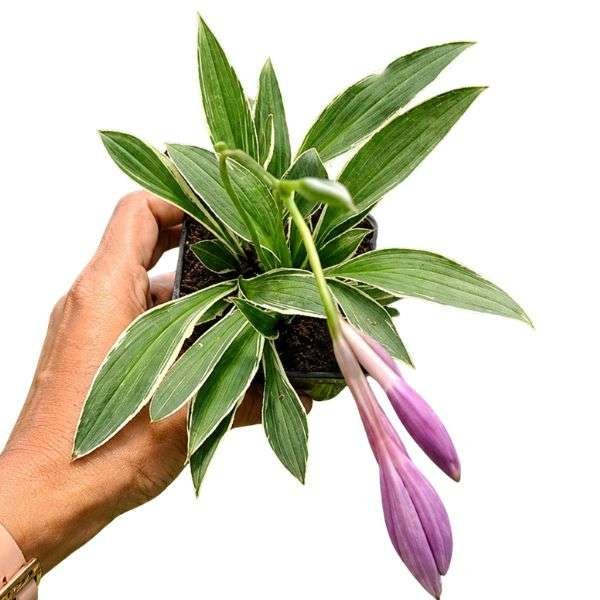 Hosta ‘Fragrant Bouquet’