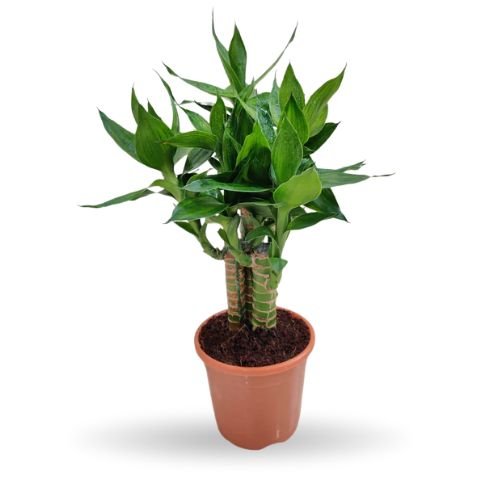 Lotus Bamboo (Lucky Bamboo)