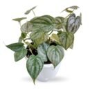 Philodendron Brandtianum