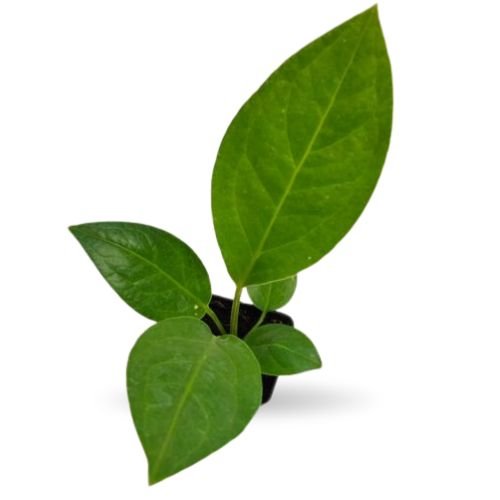 Anthurium Red Flag - Image 2
