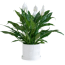Variegated Peace Lily Plant (Spathiphyllum)