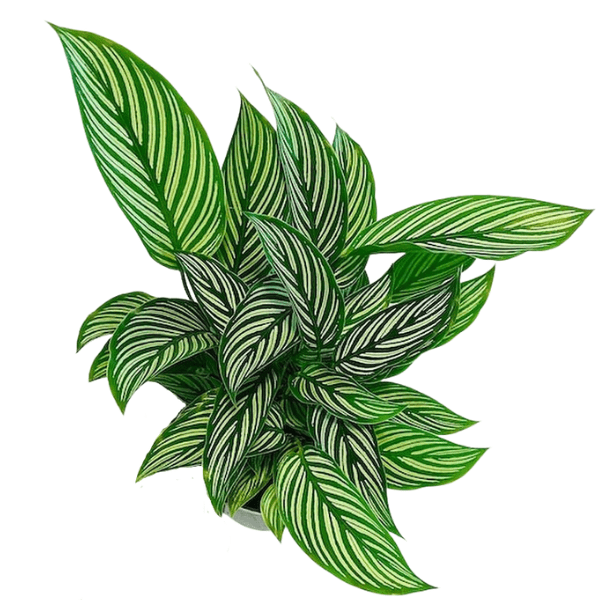 Calathea Vittata – Elegant White-Striped Prayer Plant (Indoor)