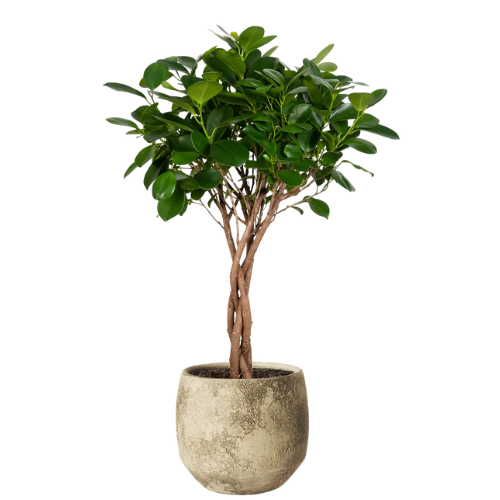 Ficus Microcarpa Moclame Plant