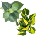 Philodendron Brasil & Green Combo (Set of 2 plants)