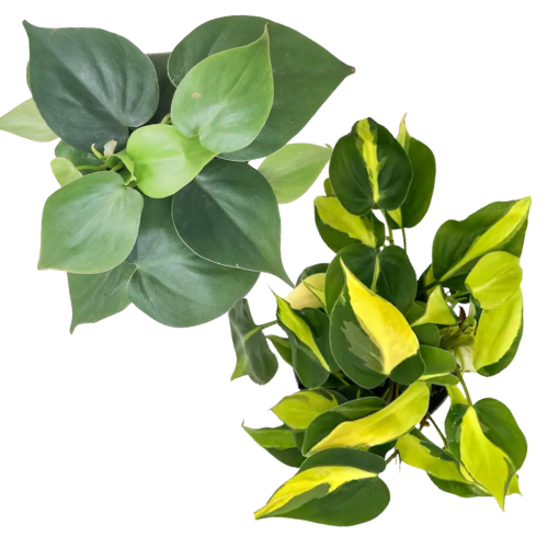 Philodendron Brasil & Green Combo (Set of 2 plants)