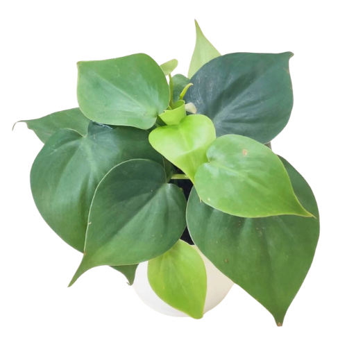 Philodendron oxycardium Green - Image 2