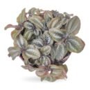 Pilea Involucrata