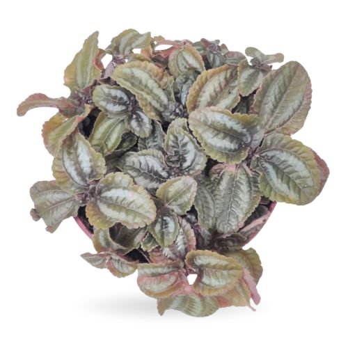 Pilea Involucrata