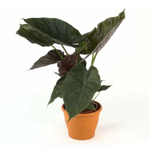 Alocasia Wentii
