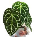 Anthurium Crystallinum