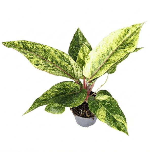 Anthurium Renaissance Variegated