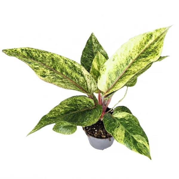 その他観葉植物 Anthurium Renaissance yellow Variegated Anthurium Renaissance Variegated - rootedbox.in