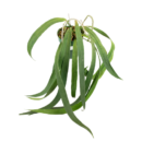 Anthurium Vittarifolium