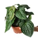 Anthurium Luxurians × Radicans – Rare Quilted Velvet Hybrid